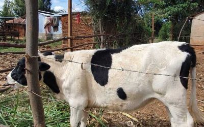 Abbiamo donato una mucca a una famiglia in Africa